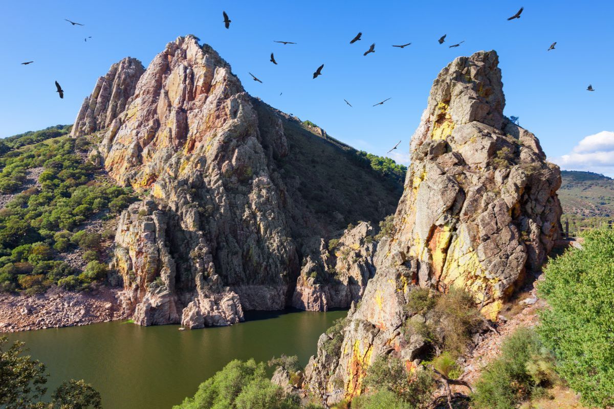 Buitres leonados sobrevolando las rocas del Parque Nacional de Monfragüe, Cáceres